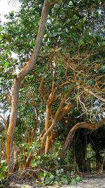 Close-up of tree branches