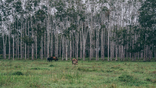 View of sheep on field