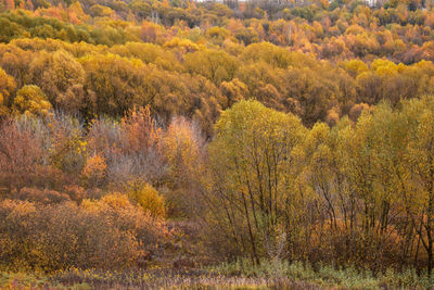 Trees in forest during autumn