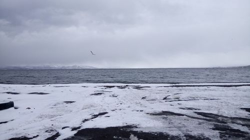 Birds flying over sea against sky