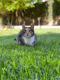 Cat in nature green grass