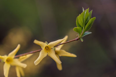 Close-up of yellow flowering plant leaves