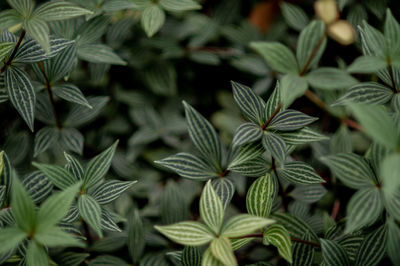 Full frame shot of pine leaves