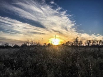 Trees against sky during sunset