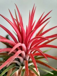 Close-up of red flowering plant