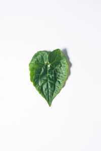 Close-up of leaves on white background