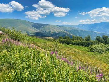 Scenic view of flowering plants on land against sky