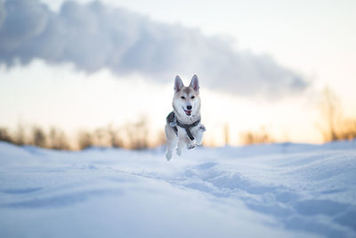 Dog running on snow covered land