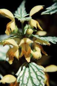 Close-up of flowering plant leaves