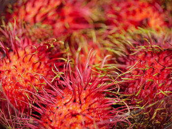Full frame shot of red chili peppers