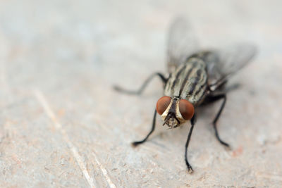 Close-up of housefly on floor