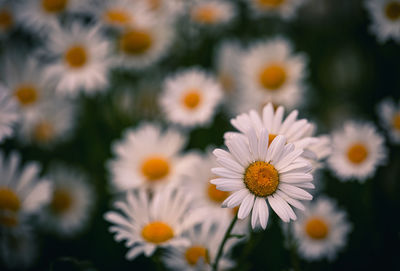 Close-up of white daisy flowers