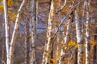 Pine trees in forest during winter