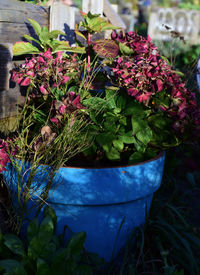 Close-up of plants