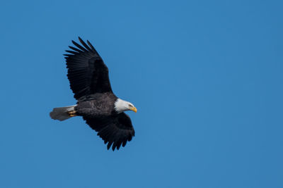 Low angle view of eagle flying against clear blue sky