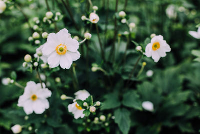 Close-up of white flowers growing at park