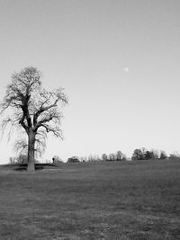 Bare tree on field against clear sky