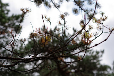 Low angle view of flowering plant against sky