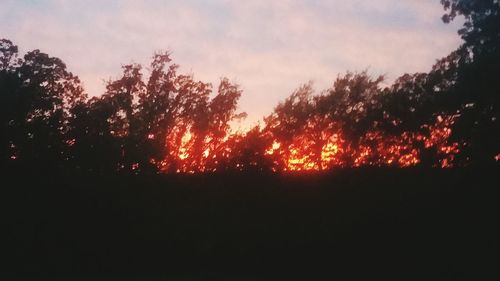 Silhouette of trees at sunset