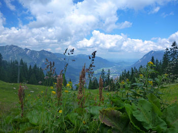 Plants growing on land against sky