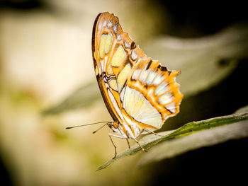 Close-up of butterfly