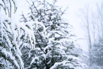 Close-up of snow covered plant