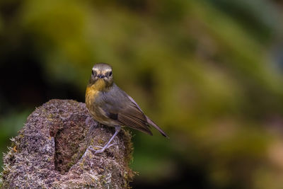 Close-up of bird perching on a tree