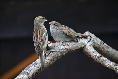 Close-up of bird perching on branch
