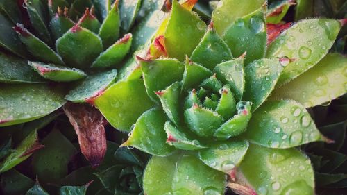 Full frame shot of leaves