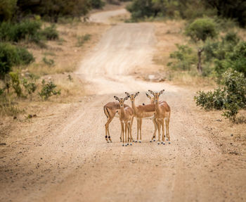 Impalas standing on dirt road