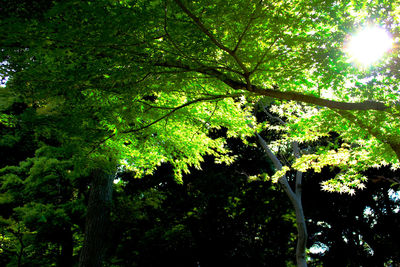 Low angle view of tree in forest