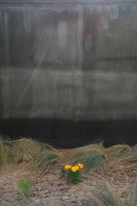 Close-up of flowers against blurred background