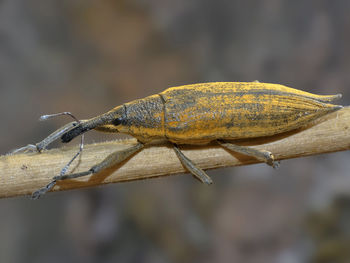 Close-up of insect