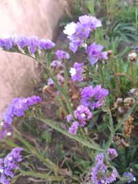 Close-up of purple flowers growing on plant