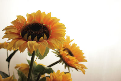 Close-up of sunflower against white background