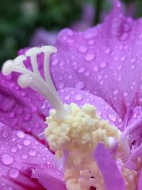 Close-up of water drops on pink flower