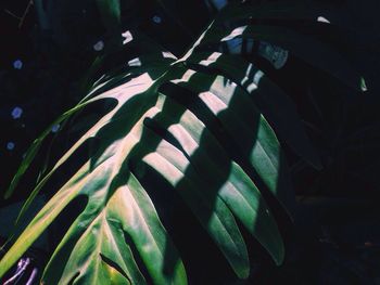 Plants growing on a tree