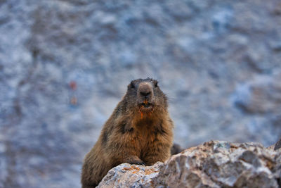 Close-up of an animal looking away