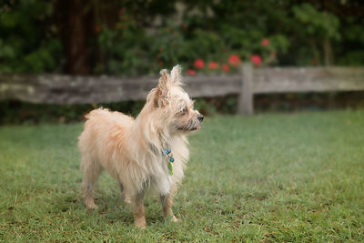 Dog standing on grassy field