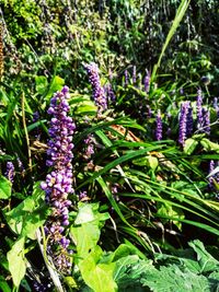 Close-up of purple flowers blooming in garden