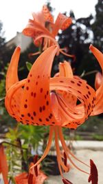 Close-up of red flower