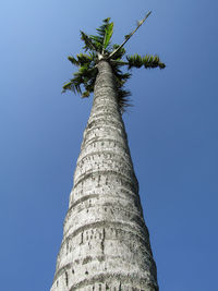 Low angle view of coconut palm tree against blue sky