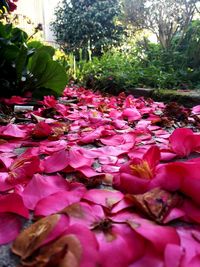 Close-up of pink flowering plants on field