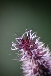 Close-up of dandelion