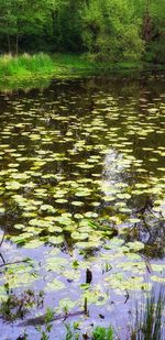 Water lilies floating on lake