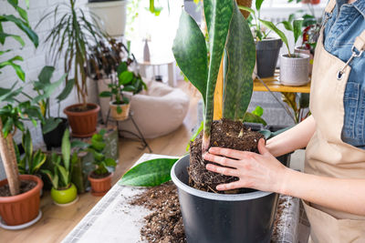 Midsection of woman holding potted plant