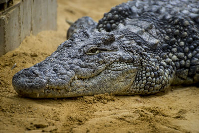 Close-up of crocodile on sand