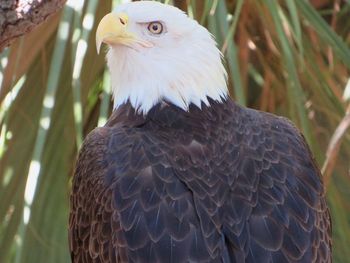 Close-up of eagle