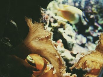 Close-up of plant