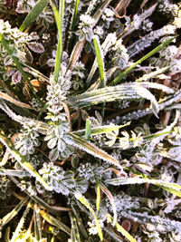High angle view of frozen plants during winter